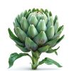 Frozen Vegetable Packaging Design Artichoke